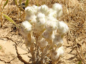 Bombycilaena erecta